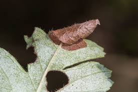 Attēlu rezultāti vaicājumam “Parornix anglicella”