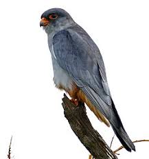 Image result for Falco amurensis