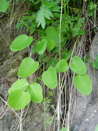 Attēlu rezultāti vaicājumam “Laserpitium latifolium leaf”