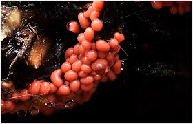 Attēlu rezultāti vaicājumam “Trichia contorta”