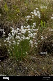 Attēlu rezultāti vaicājumam “Trichophorum alpinum fruit”