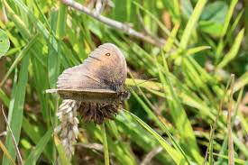Attēlu rezultāti vaicājumam “Maniola jurtina male”