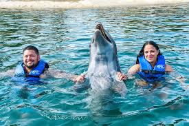 Image result for Adventure Dolphin