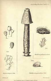 Attēlu rezultāti vaicājumam “Arcyria globosa young”
