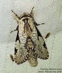 Attēlu rezultāti vaicājumam “Cossidae”