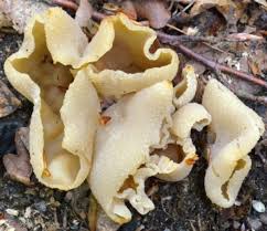 Attēlu rezultāti vaicājumam “Peziza varia”