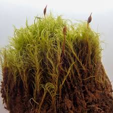 Attēlu rezultāti vaicājumam “Dicranella cerviculata”