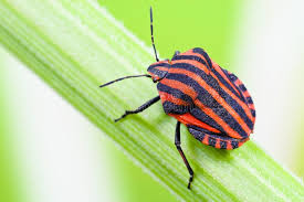 Attēlu rezultāti vaicājumam “Graphosoma lineatum imago”