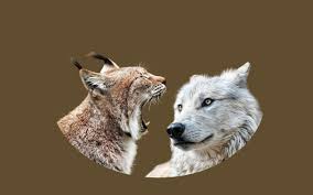 Image result for Weston Rhyn Wolves