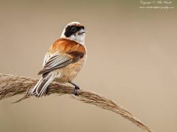 Attēlu rezultāti vaicājumam “Remiz pendulinus adult”