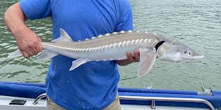 Image result for Acipenser medirostris