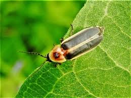 Image result for Fareham Fireflys Yc