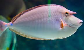 Image result for Naso unicornis