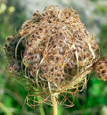 Attēlu rezultāti vaicājumam “Daucus carota subsp. carota”