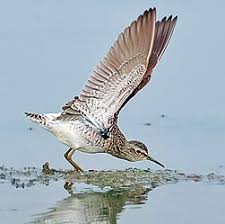 Attēlu rezultāti vaicājumam “Tringa glareola”