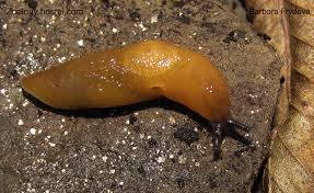 Attēlu rezultāti vaicājumam “Malacolimax tenellus”