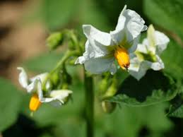 Attēlu rezultāti vaicājumam “Solanum tuberosum flower”