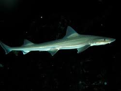 Image result for Mustelus antarcticus