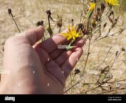 Attēlu rezultāti vaicājumam “Tragopogon heterospermus”