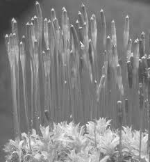 Attēlu rezultāti vaicājumam “Helodium blandowii sporophyte”