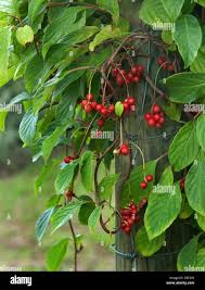 Attēlu rezultāti vaicājumam “Schisandra chinensis”