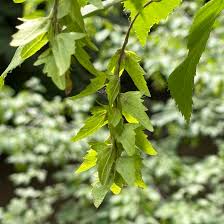 Attēlu rezultāti vaicājumam “Carpinus caroliniana”