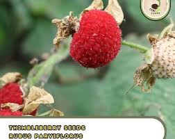 Attēlu rezultāti vaicājumam “Rubus parviflorus fruit”