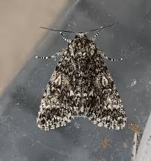 Attēlu rezultāti vaicājumam “Acronicta megacephala”