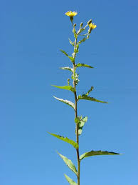 Attēlu rezultāti vaicājumam “Hieracium umbellatum bud”