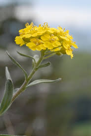 Attēlu rezultāti vaicājumam “Alyssum gmelinii”
