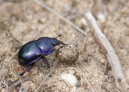 Attēlu rezultāti vaicājumam “Trypocopris vernalis”