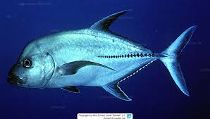 Image result for Caranx lugubris