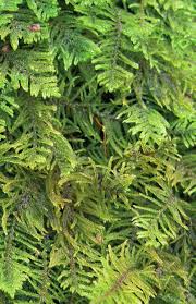 Attēlu rezultāti vaicājumam “Palustriella commutata sporophyte”