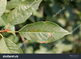 Attēlu rezultāti vaicājumam “Lyonetia clerkella”