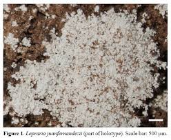 Attēlu rezultāti vaicājumam “Lepraria”