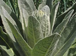 Attēlu rezultāti vaicājumam “Verbascum thapsus leaf”