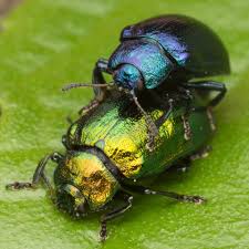 Attēlu rezultāti vaicājumam “Linaeidea aenea”