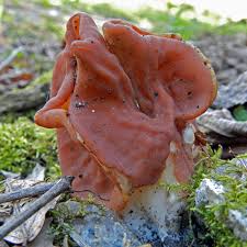 Attēlu rezultāti vaicājumam “Phleogena faginea young”