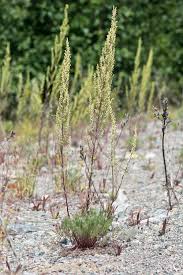 Image result for Artemisia caudata