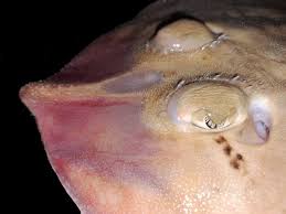 Image result for Leucoraja erinaceus