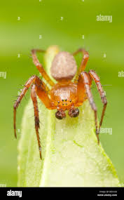 Attēlu rezultāti vaicājumam “Araniella male”