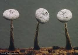 Attēlu rezultāti vaicājumam “Physarum obscurum young”