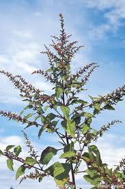 Attēlu rezultāti vaicājumam “Chenopodium polyspermum var. acutifolium flower”