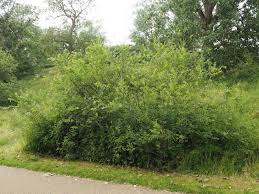 Attēlu rezultāti vaicājumam “Salix aurita”