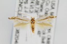 Attēlu rezultāti vaicājumam “Bucculatrix rhamniella”