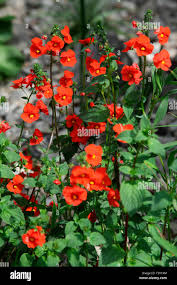 Image result for Alonsoa liniflora