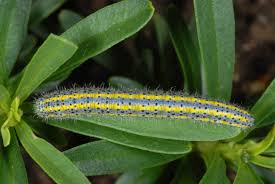 Attēlu rezultāti vaicājumam “Pontia edusa”