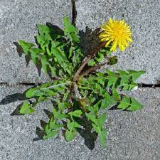 Attēlu rezultāti vaicājumam “Taraxacum officinale aggr. leaf”