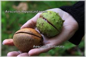 Attēlu rezultāti vaicājumam “Aesculus hippocastanum fruit”