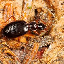 Attēlu rezultāti vaicājumam “Pterostichus sp.”